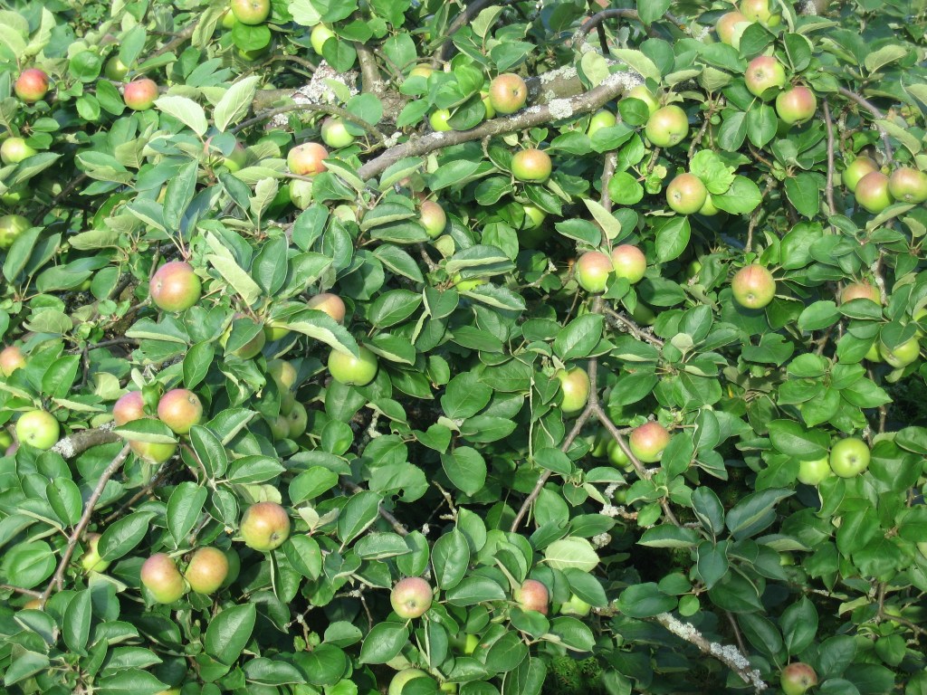 Bei sich ankommen mit Meditation, Achtsamkeit und Yoga in Buchen